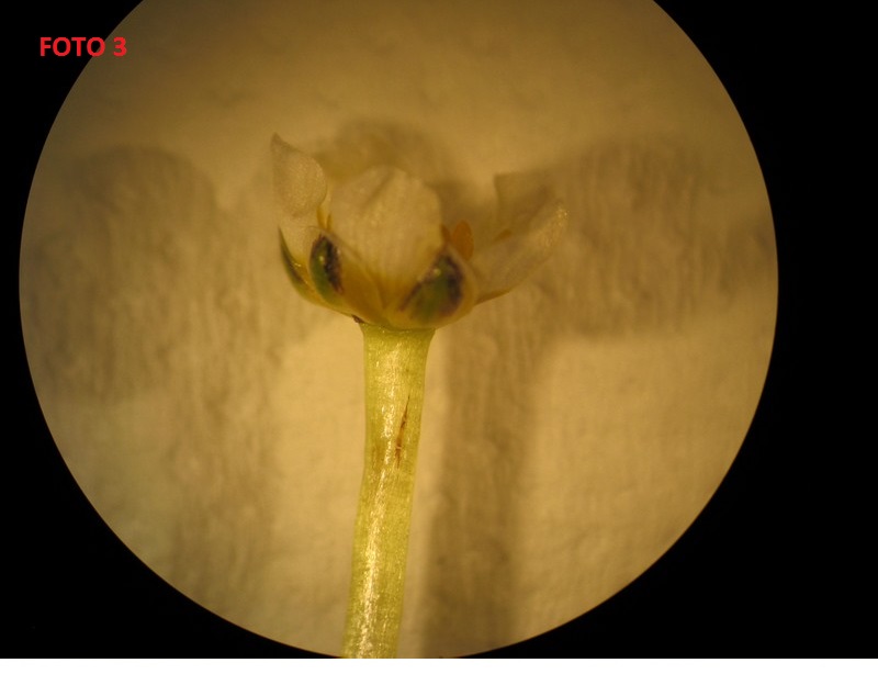 Ranunculus da determinare